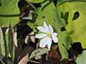 Sandbanks' Wildflowers 