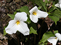 Sandbanks' Wildflowers 