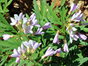 Sandbanks' Wildflowers 