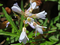 Sandbanks' Wildflowers 