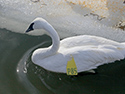 Ducks and Geese at Wellington Harbour