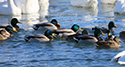 Ducks and Geese at Wellington Harbour