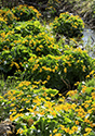 Outlet Beach Camground wildflowers