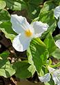 Outlet Beach Camground wildflowers