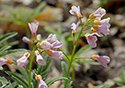 Outlet Beach Camground wildflowers