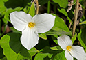 Outlet Beach Camground wildflowers