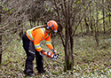 Buckthorn Blitz 2024